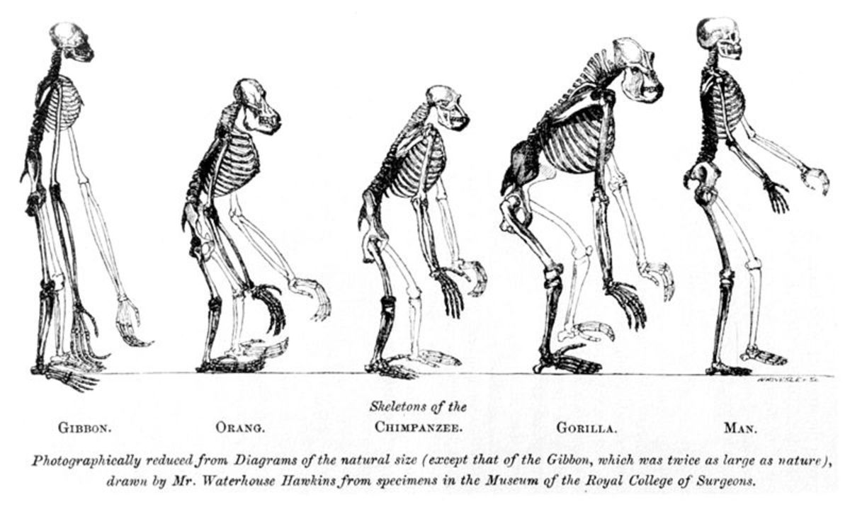 T.H. Huxley was the foremost exponent of Darwin's theories. This frontispiece to his 'Evidence as to Man's Place in Nature,' 1863, reveals the similarities in the skeletons of a gibbon, orang-utan, chimpanzee, gorilla and human.
