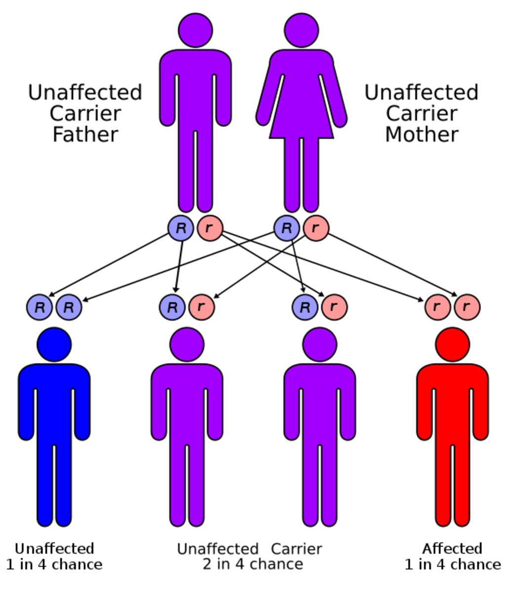Cystic fibrosis has an autosomal recessive pattern of inheritance. 
