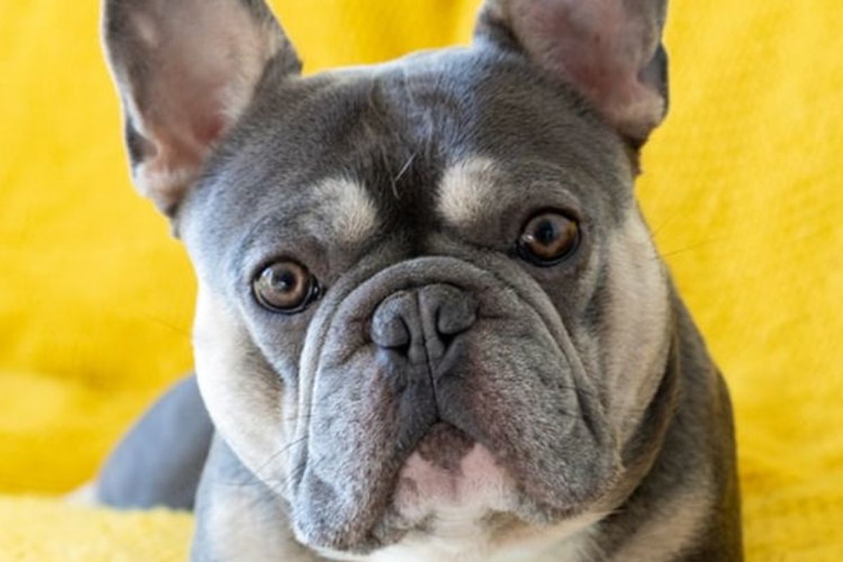 what-is-the-best-food-to-feed-my-french-bulldog