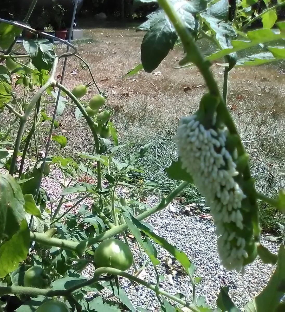 Tomato Horn Worm Covered in Paper Wasp Eggs