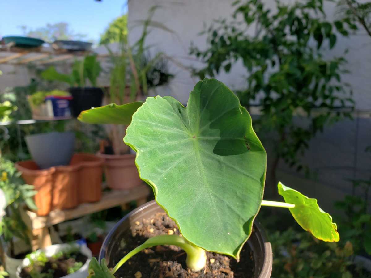 Young taro starter plant growing in 4" pot grown from corm that sprouted. 