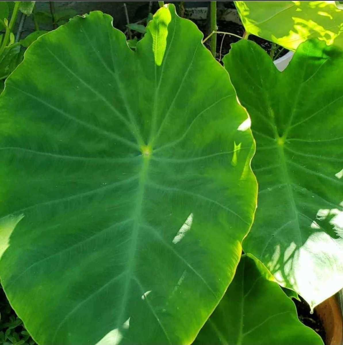 Growing And Consumption of Taro, How to Properly Prepare Taro Stems for Cooking