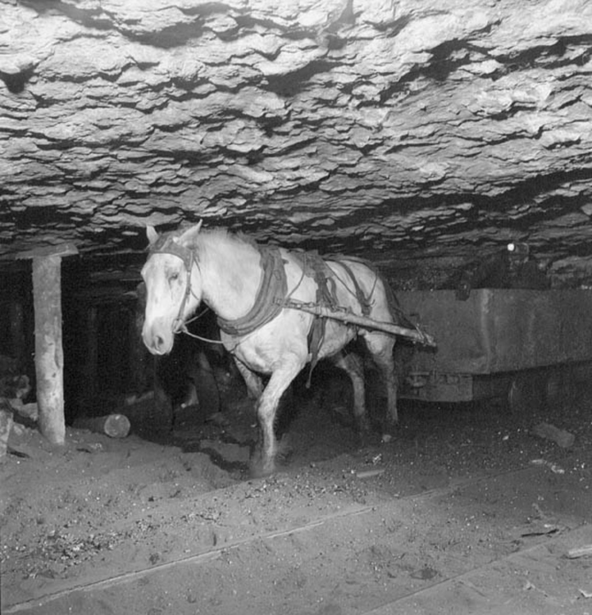 Pony at work in a mine in Nova Scotia, Canada.