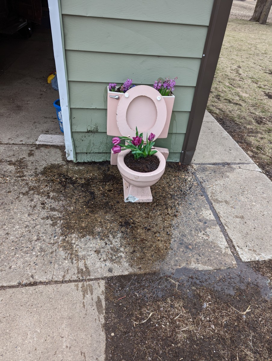 Planter Idea: Repurposing my Pink Toilet