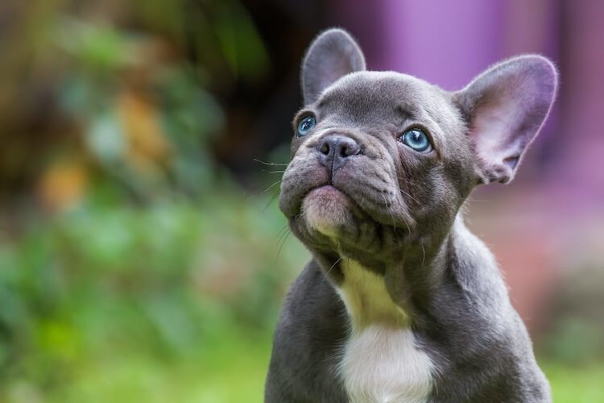 Is Purina Pro Plan Good for French Bulldogs