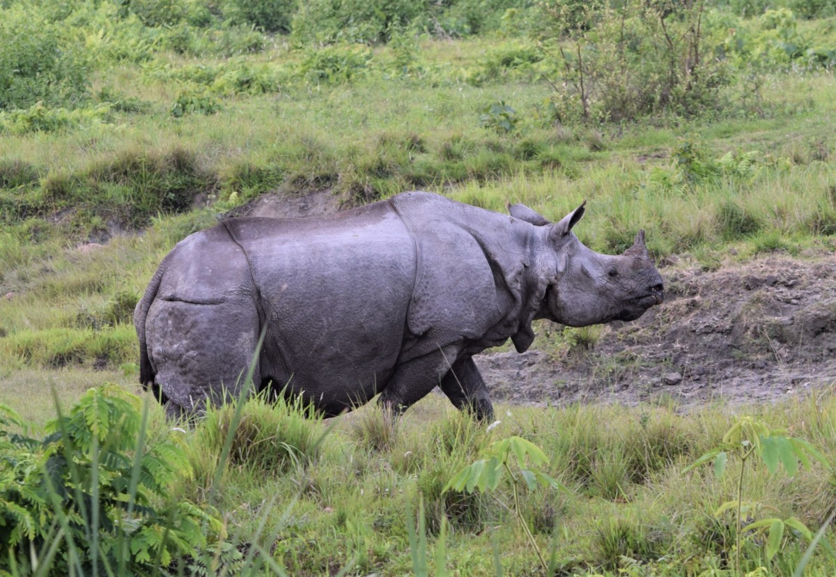 A rhinoceros from Jaldapara National Park; West Bengal