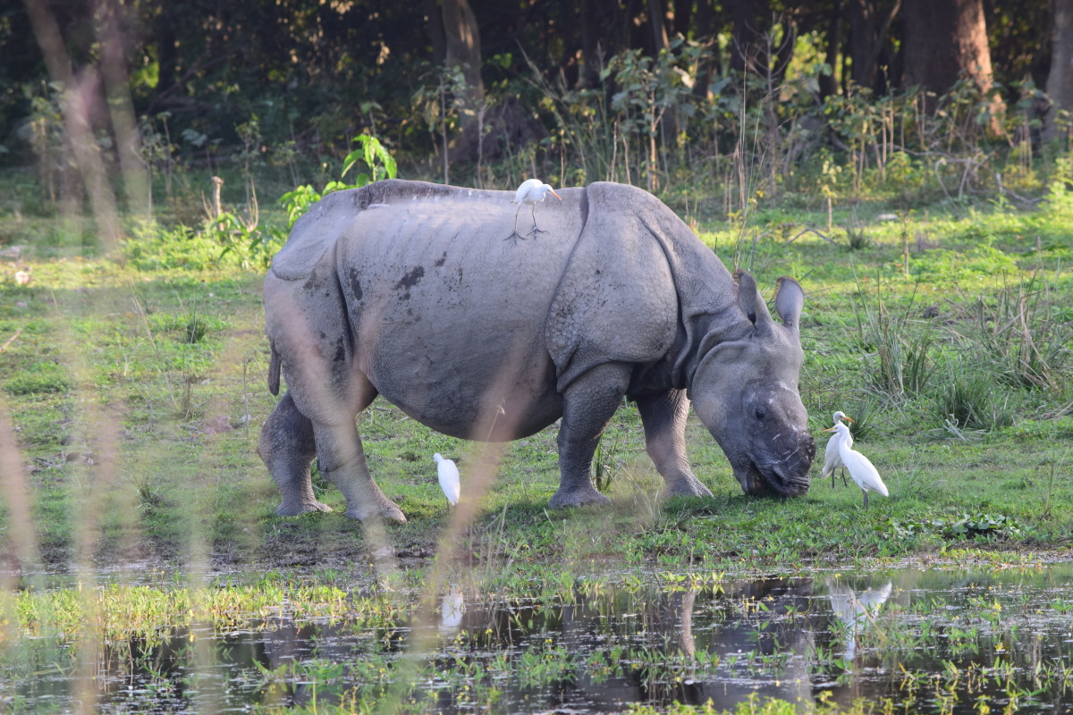 A rhinoceros from Pabitora Wild Life Sanctuary, Morigaon, Assam