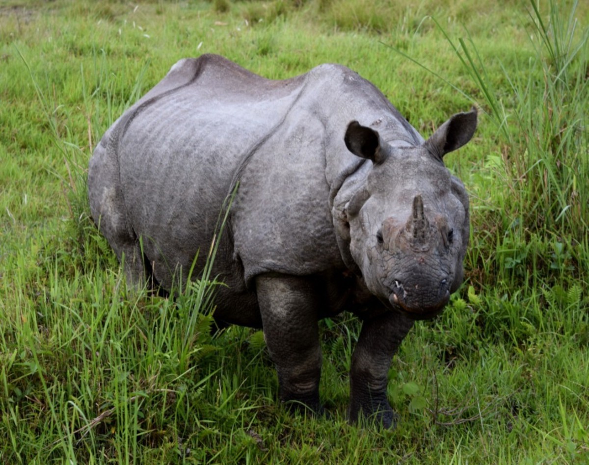 Rhinoceros from Jaldapara National Park, West Bengal