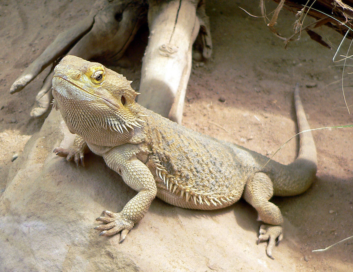 the-8-species-of-bearded-dragons