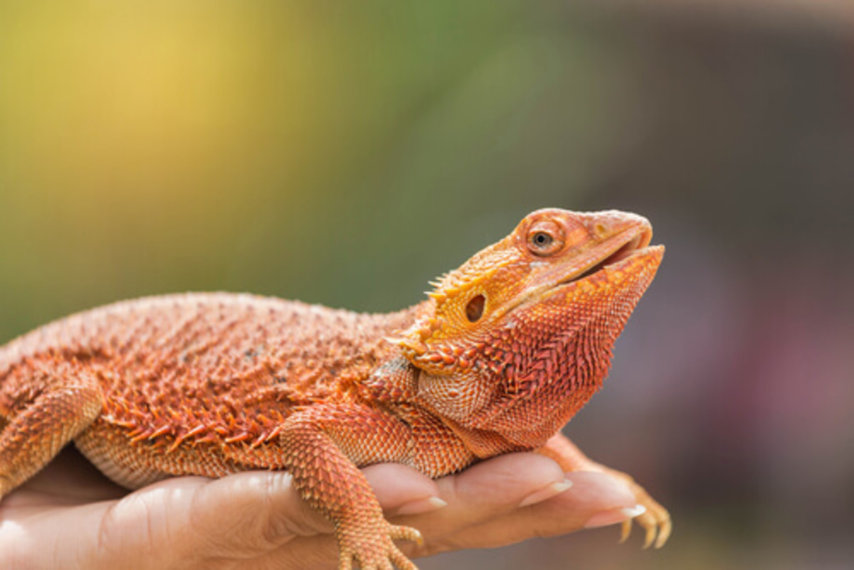 the-8-species-of-bearded-dragons