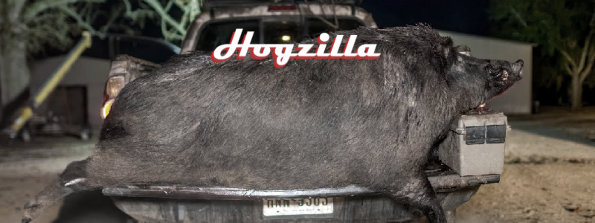 Is Hogzilla a one of kind species or just a run-of-the-mill large hog?