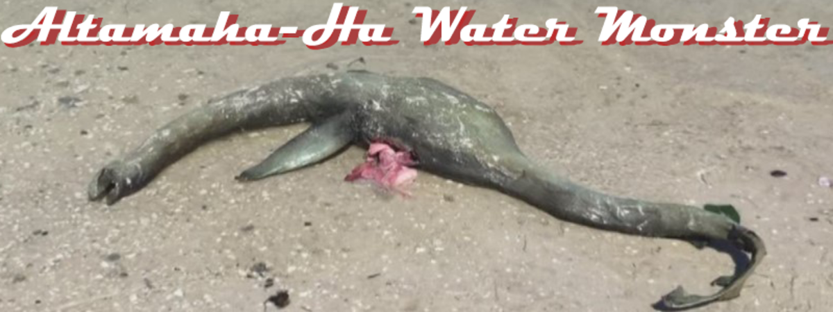 Could this be the body of the Altamaha-Ha Water Monster?