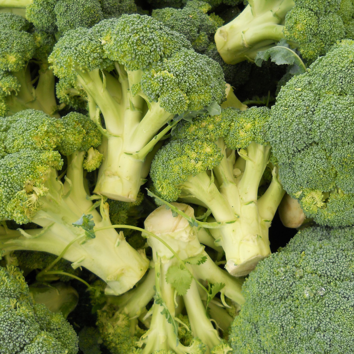 Broccoli is often considered a super-food because it is so nutritious.