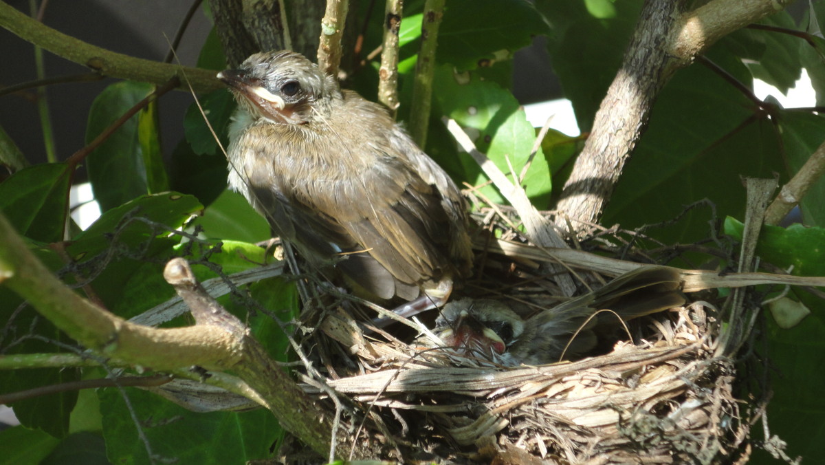 birds-in-nest