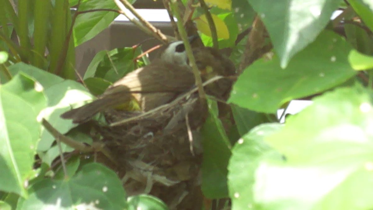 Mother bird nesting 
