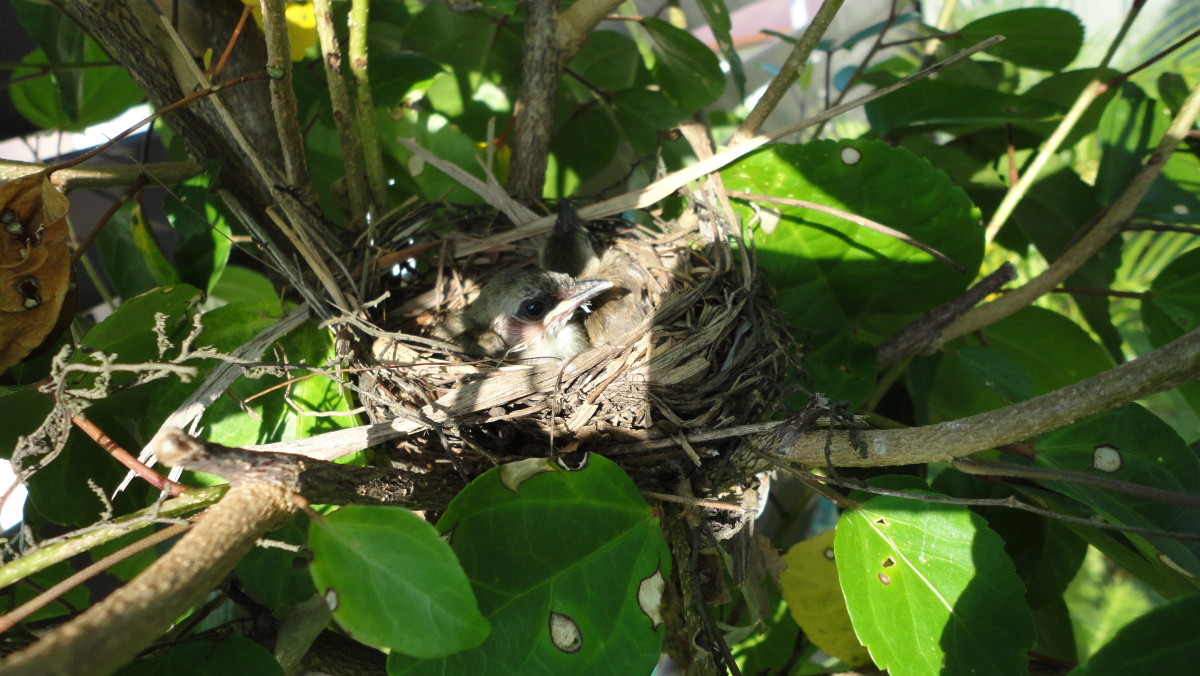 birds-in-nest