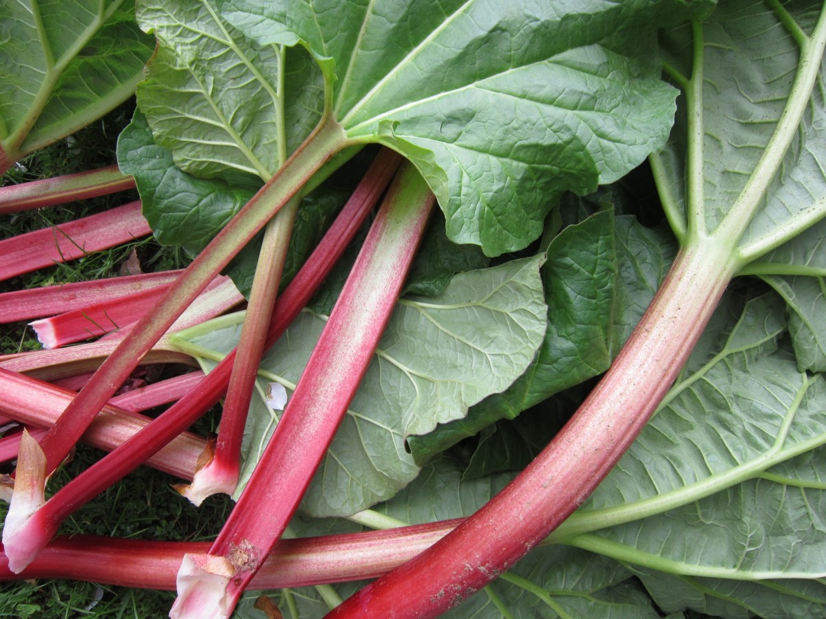 Exploring Rhubarb: Do You Prize or Despise It? Recipes You'll Love