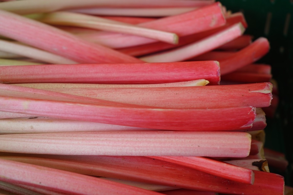 rhubarb stalks trimmed and ready to be cooked