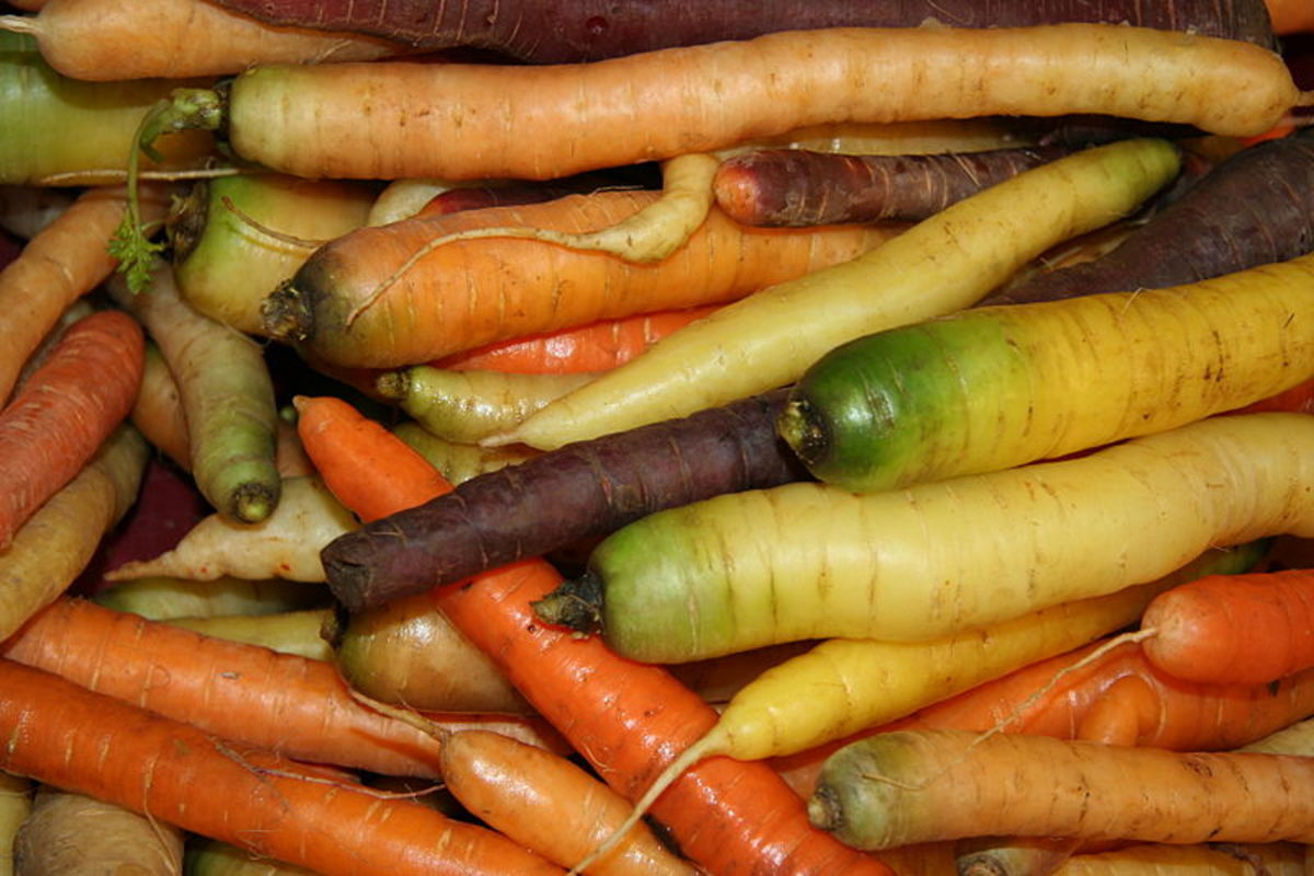 Colorful and nutritious carrots