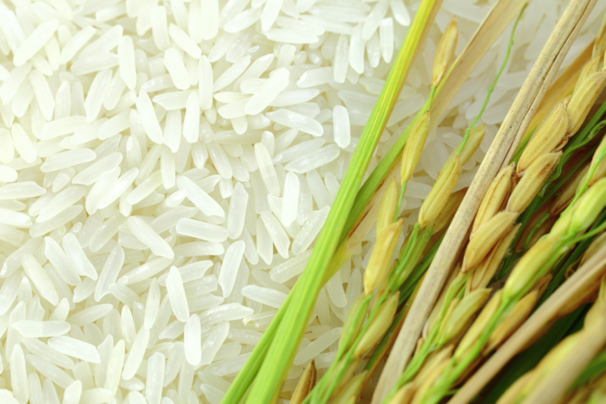 Why BBM's P20 Rice Is as Real as Tallano Gold