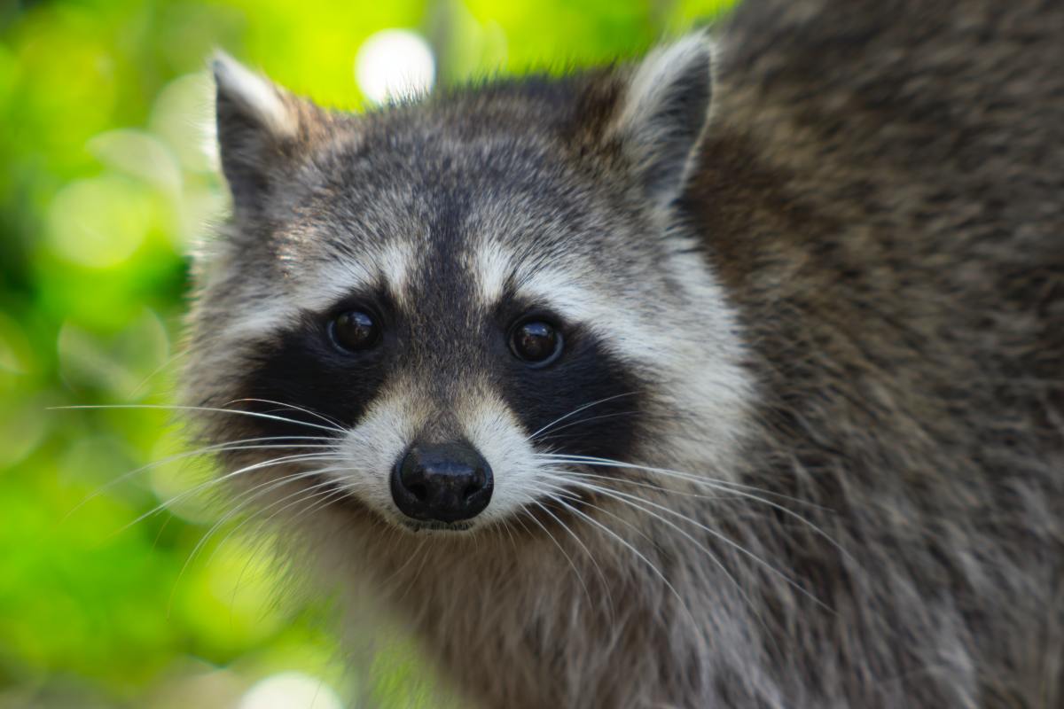 Wild raccoons have much, much shorter lifespans than pet raccoons. 