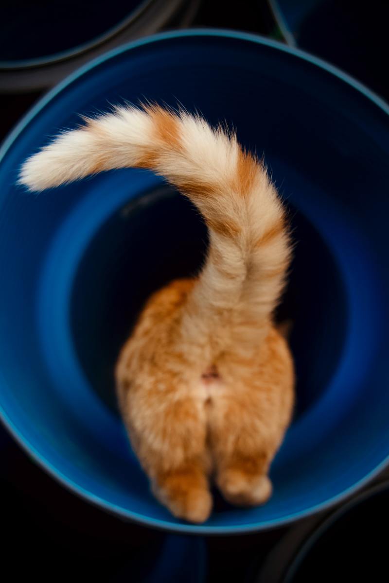 Why Is the Base of My Cat's Tail Swollen?