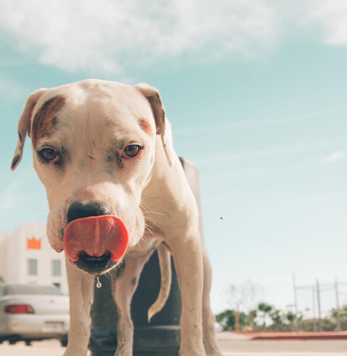 Pedialyte can help dogs with dehydration, but there's a great natural alternative. 