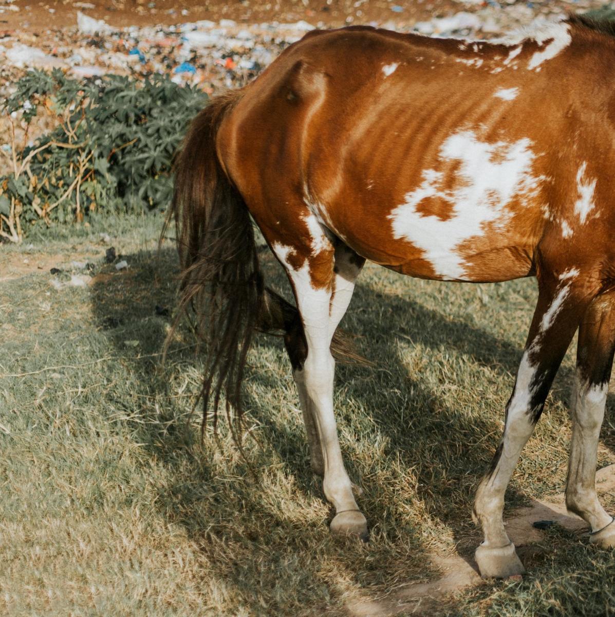 What Are the Symptoms of Heaves in Horses?