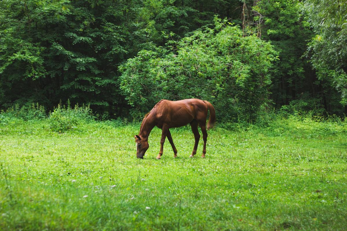 how-long-can-a-horse-live-with-heaves-pethelpful