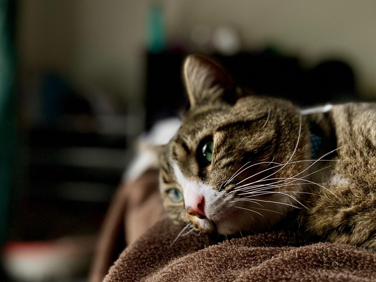 Can Cats Get Heartworms From Fleas? PetHelpful
