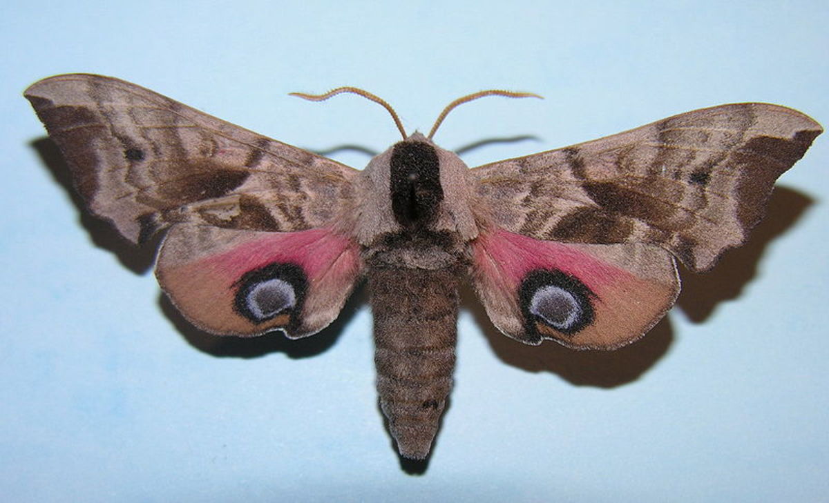 Eyed Hawk moth