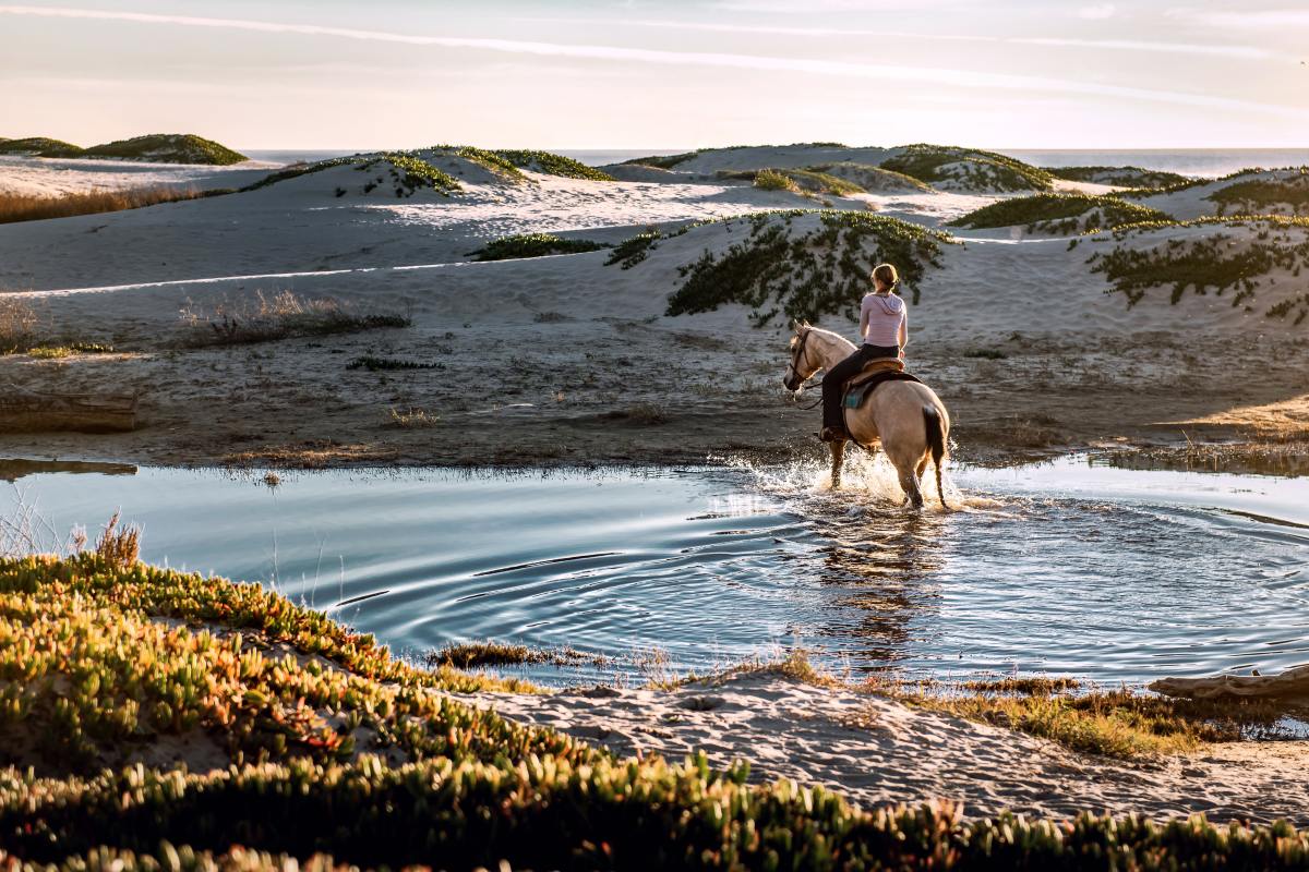 The Dream of Horseback Riding