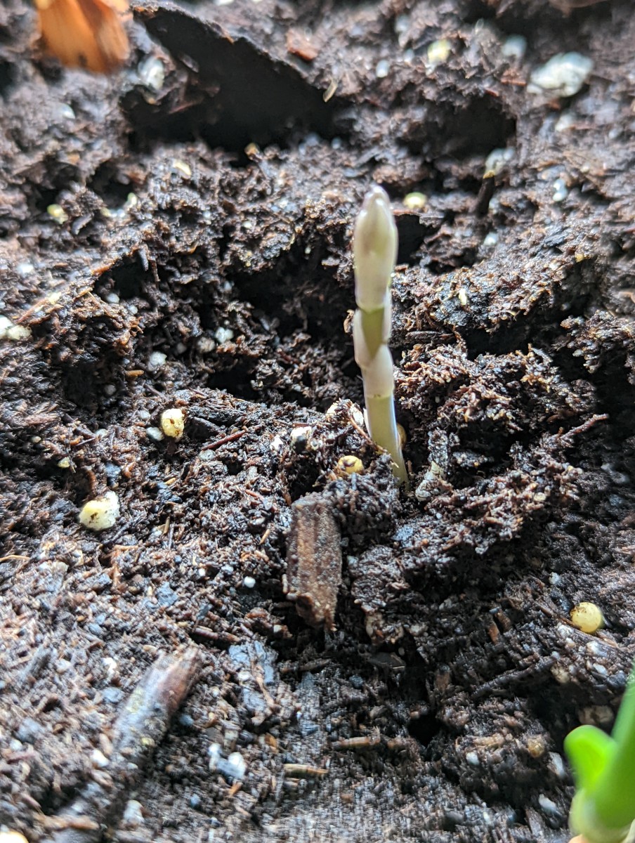 asparagus-planting-in-a-pot