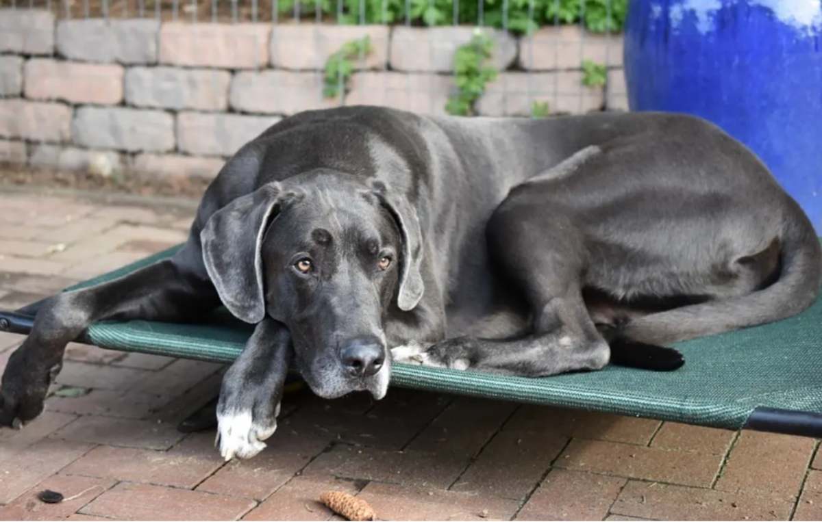 Picture of a "blue" great dane