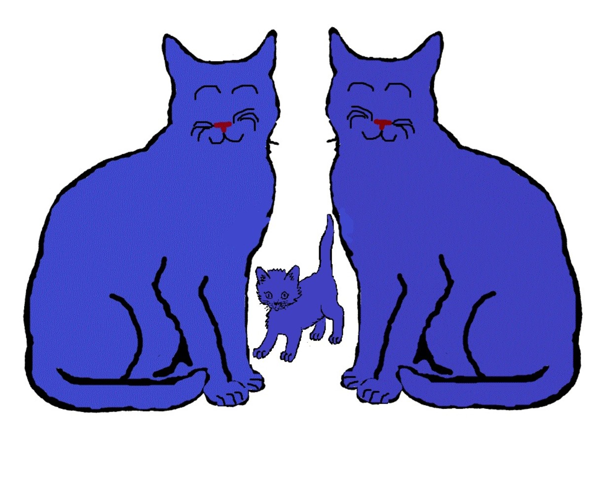 Indigo Cat X Indigo Cat = Indigo Kittens