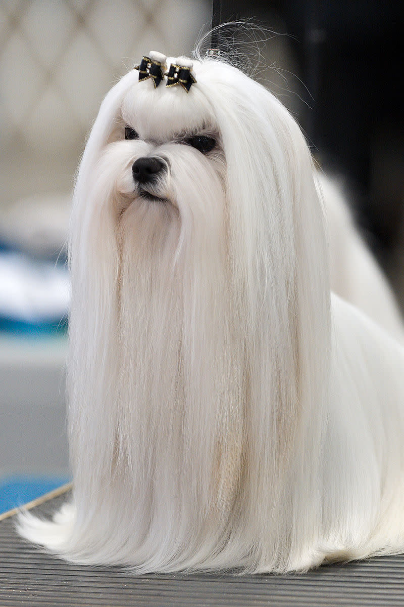 A long-haired Maltese terrier groomed for showing.