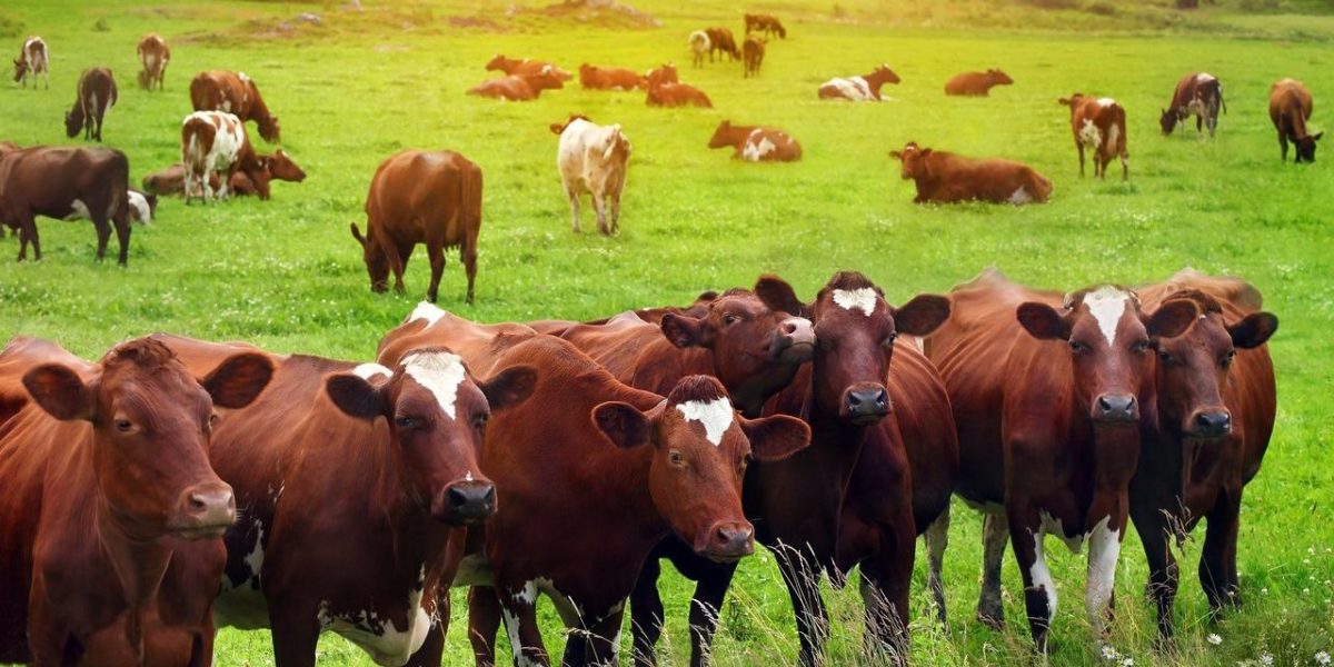Beef Cattle Production and Management