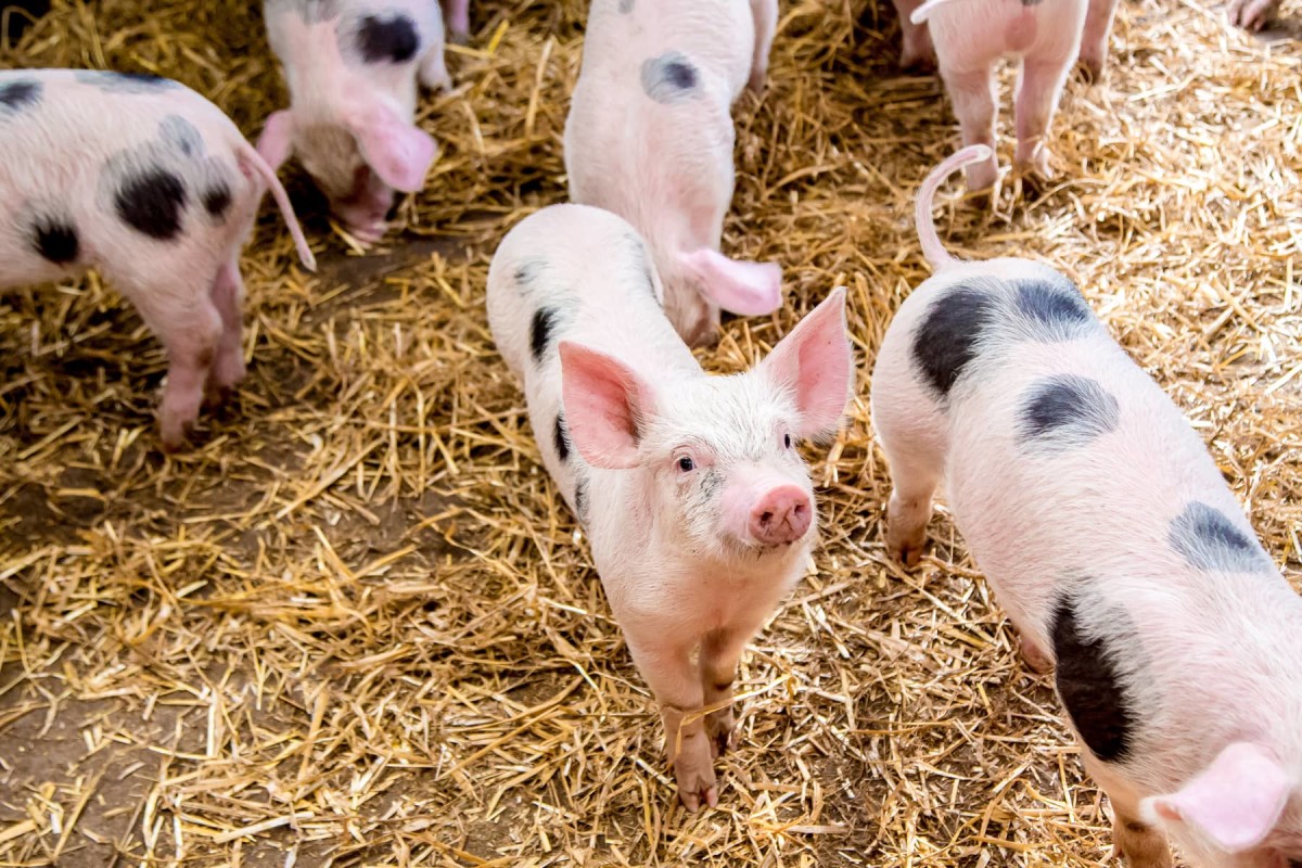 Pig Production and Management