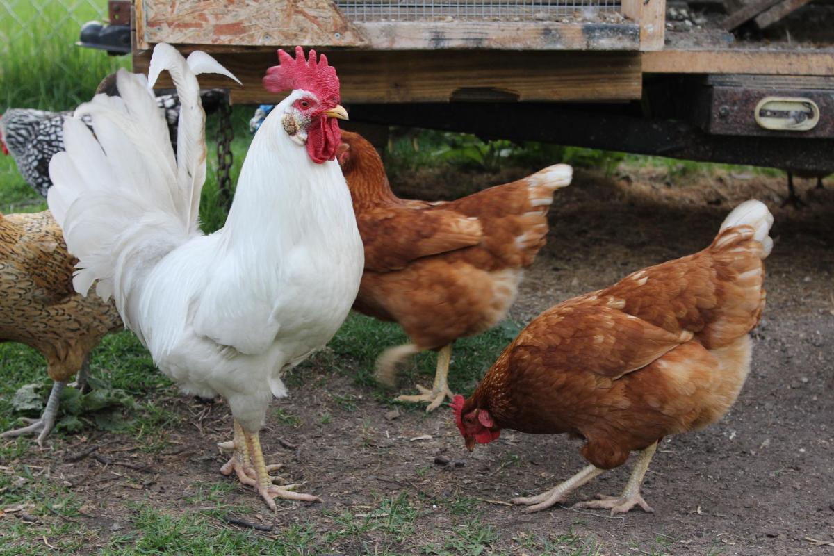 5 Benefits of Having a Rooster in Your Flock
