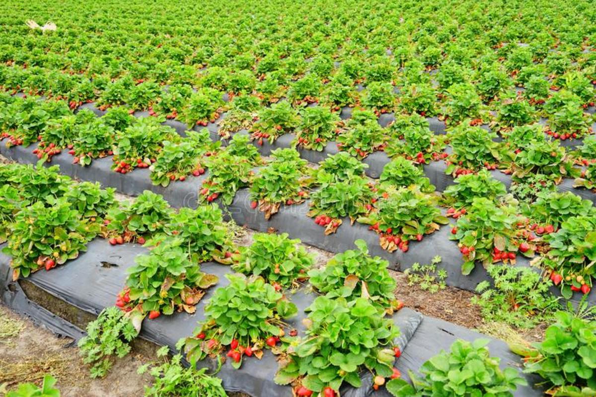How to Grow Strawberry: Strawberry Cultivation Farming