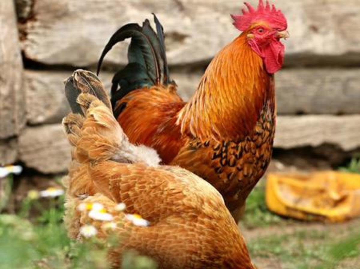 Sasso Chicken Farming