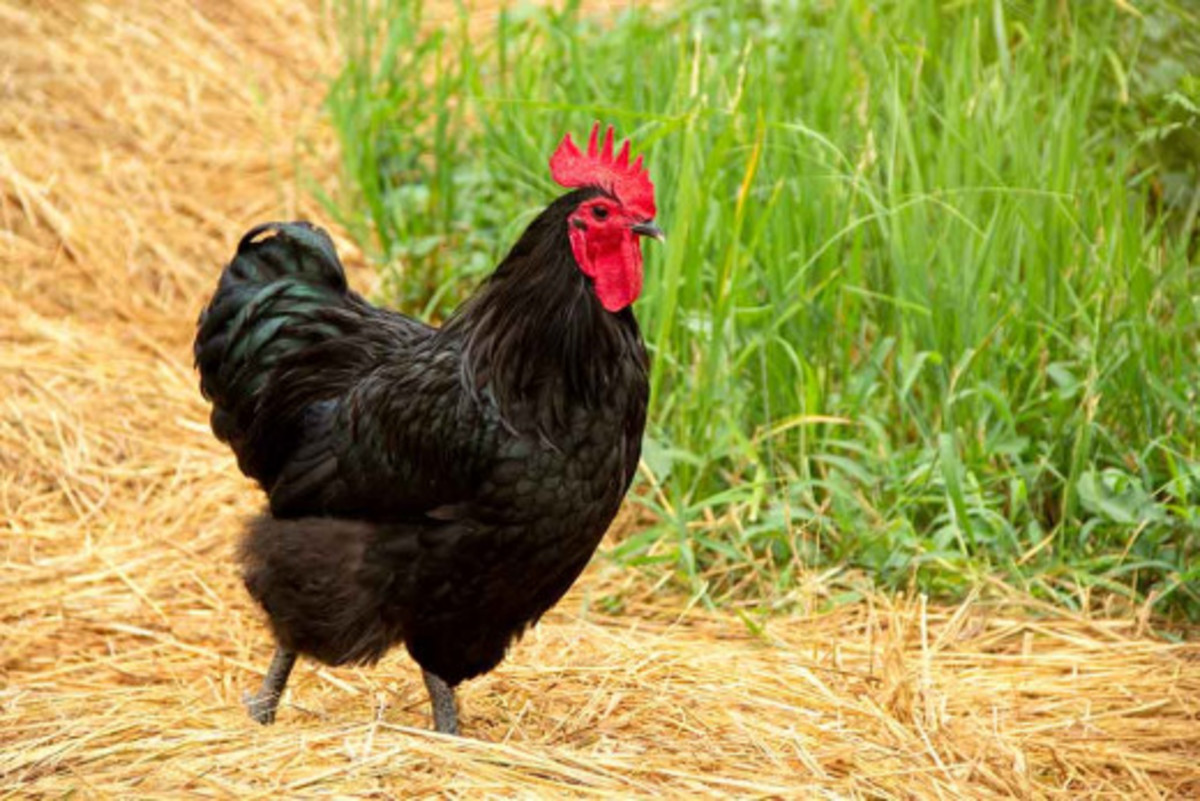 Black Australorp Chicken Farming Management