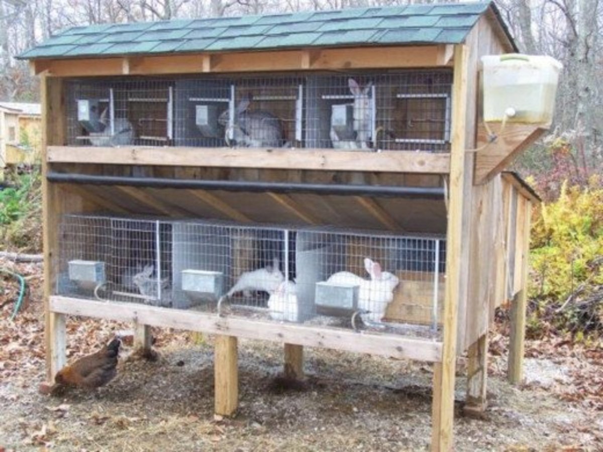A Typical Rabbit House