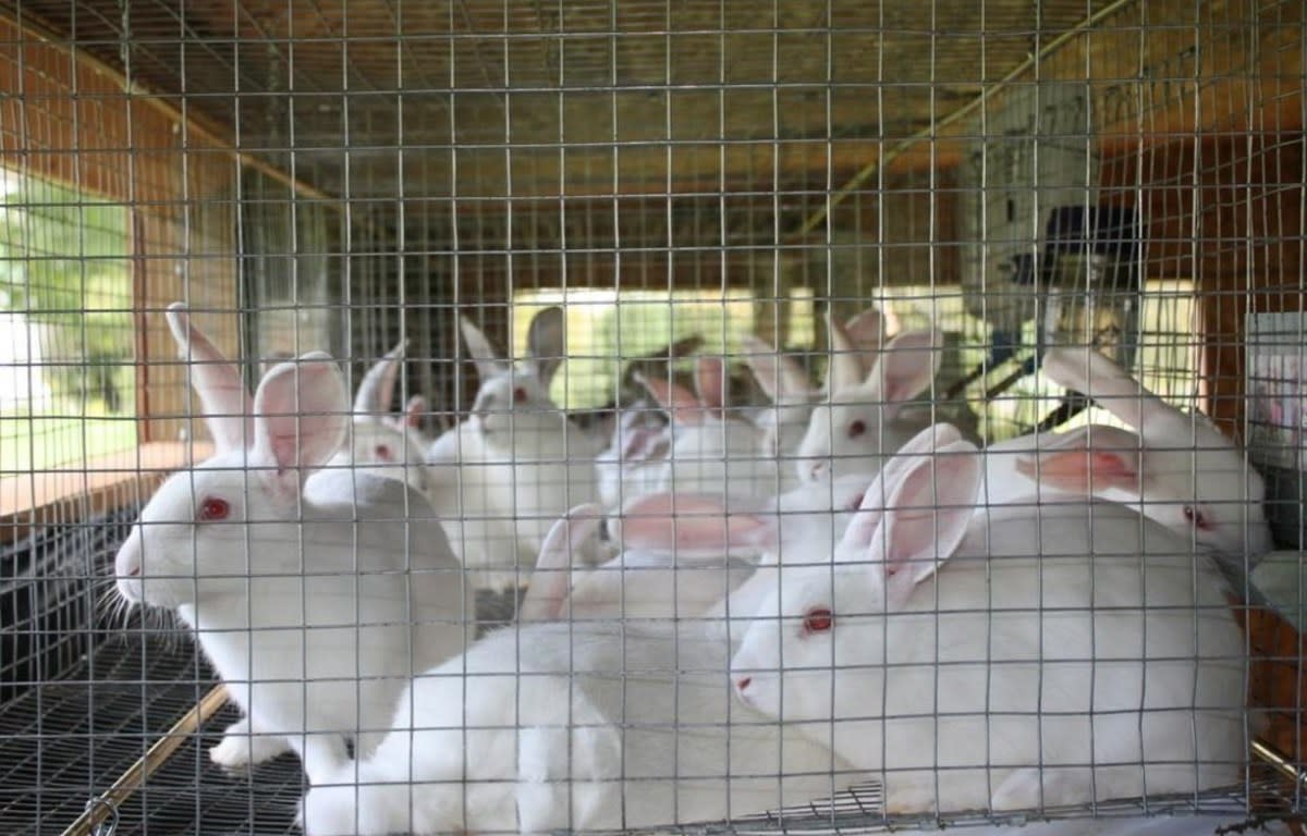 Rabbit Farming Management