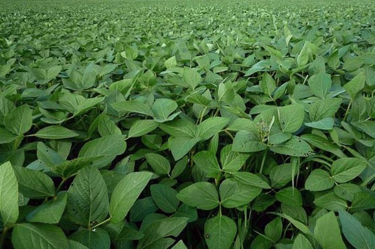 Soybean Cultivation Farming