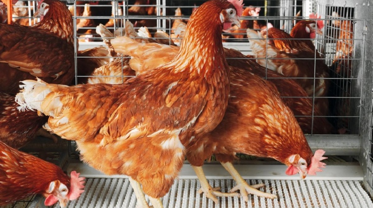 Layer Chicken Farming Management and Techniques