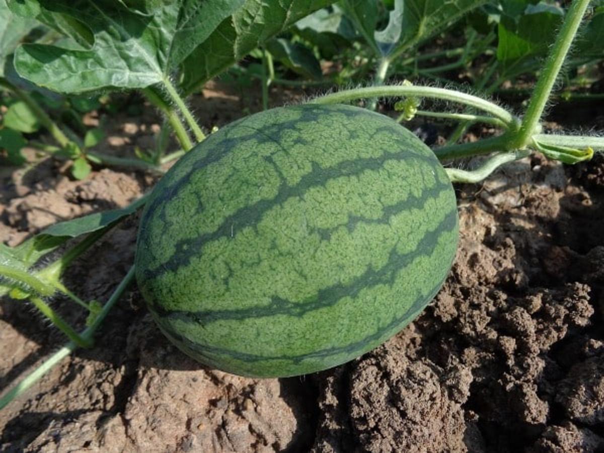 Watermelon Farming  Management
