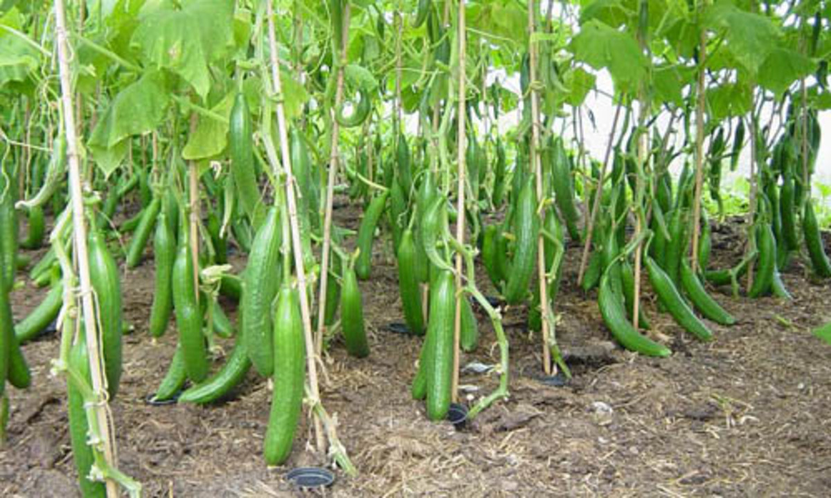 How to Grow Cucumber : Cucumber Cultivation Farming