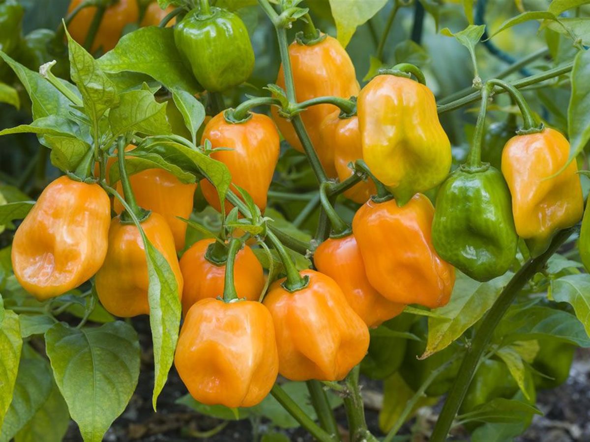 Hot pepper Farming