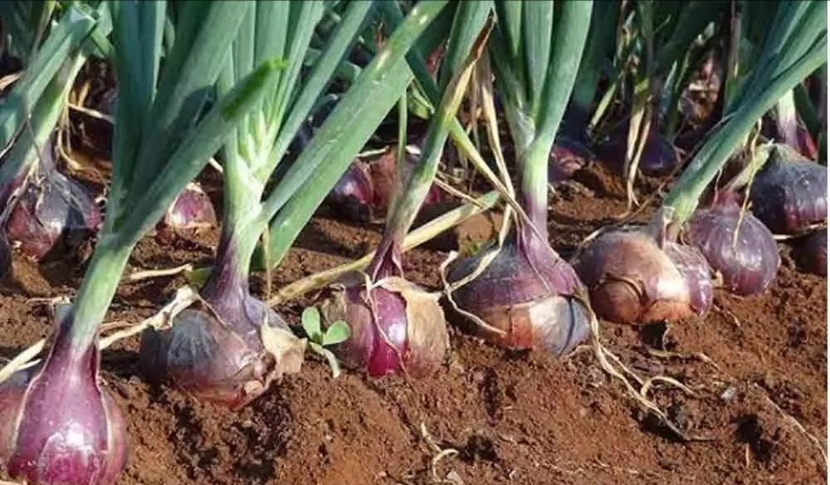 Onion Farming